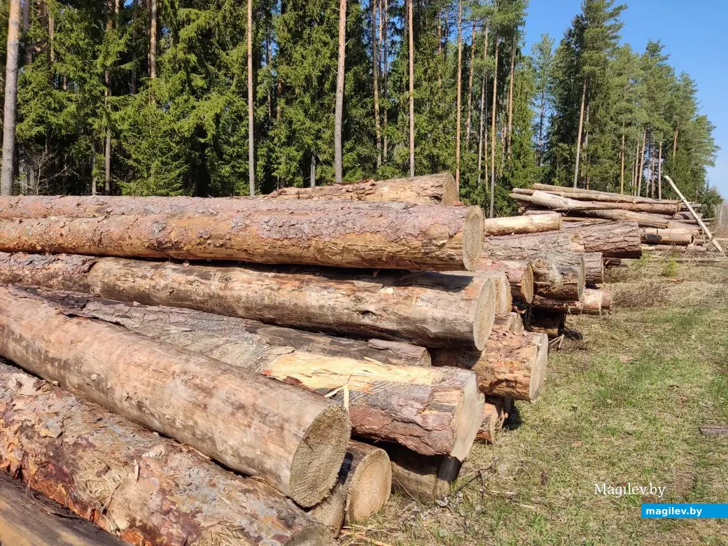 В лесах под Могилевом цветут подснежники и пробивается крапива. Могилевский район, 10.04.2023 г.