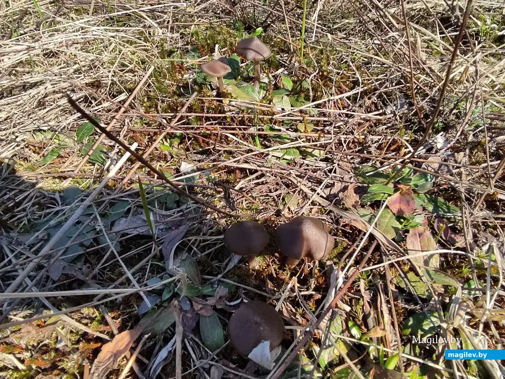 В лесах под Могилевом цветут подснежники и пробивается крапива. Могилевский район, 10.04.2023 г.