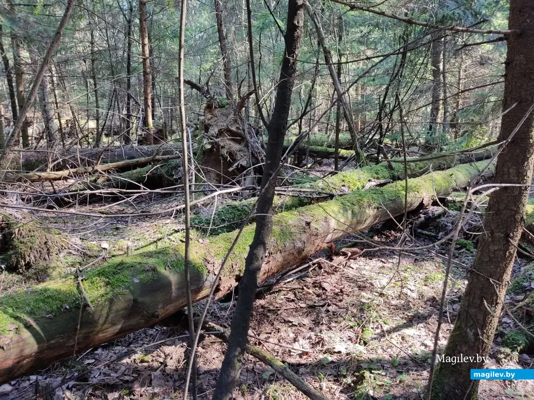 В лесах под Могилевом цветут подснежники и пробивается крапива. Могилевский район, 10.04.2023 г.