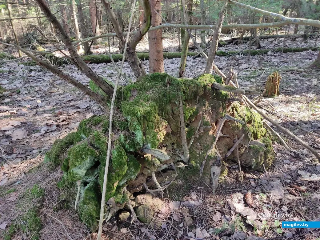 В лесах под Могилевом цветут подснежники и пробивается крапива. Могилевский район, 10.04.2023 г.