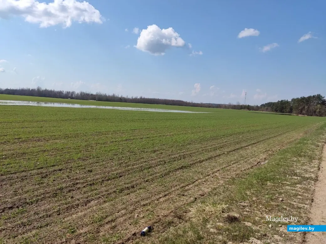 В лесах под Могилевом цветут подснежники и пробивается крапива. Могилевский район, 10.04.2023 г.