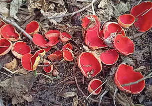 Под Бобруйском обнаружены странные грибы. Узнали, что за они