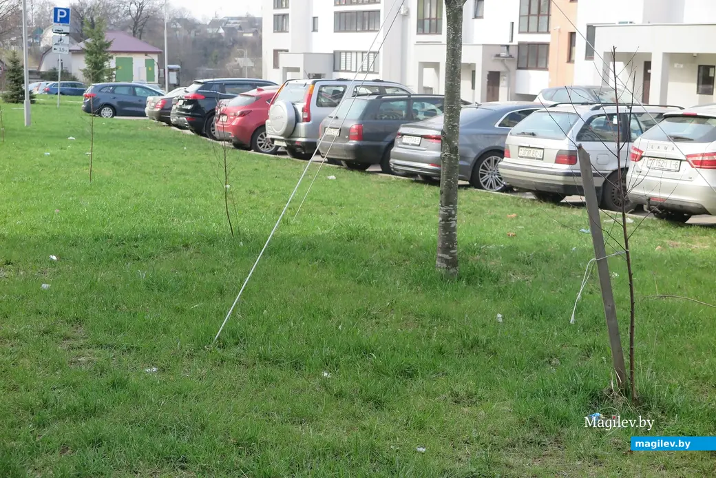 12.04.2023 г. Могилев, пр.Мира. Травка перед парковкой тоже вся в бумажках.