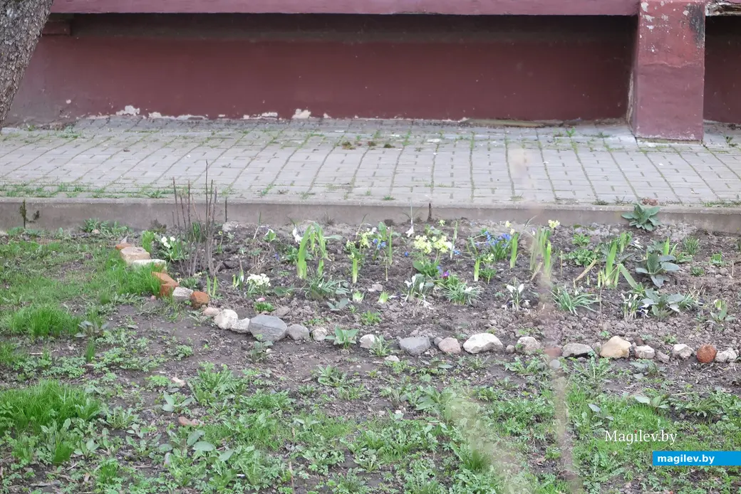 12.04.2023 г. Могилев, пр.Мира. А неподалеку разбита клумба: значит, кто-то из жильцов любит красоту. Почему бы всем соседям не собраться и не убрать детплощадку?