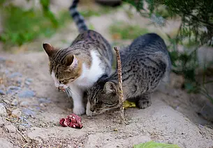 Можно ли кошкам давать сырое мясо