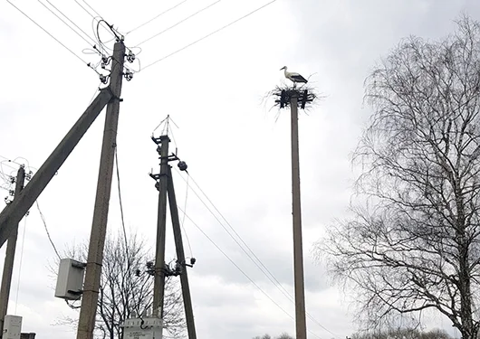 В Глусском районе аист несколько раз лишал деревню электричества, строя гнездо на линии ЛЭП.