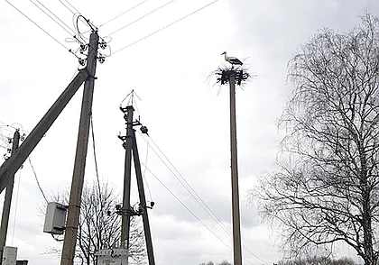 В Глусском районе аист несколько раз лишал деревню электричества, строя гнездо на линии
