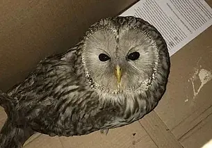 В гостинице «Могилев» от ворон спасли сову, накормили и обогрели. Она уже на свободе