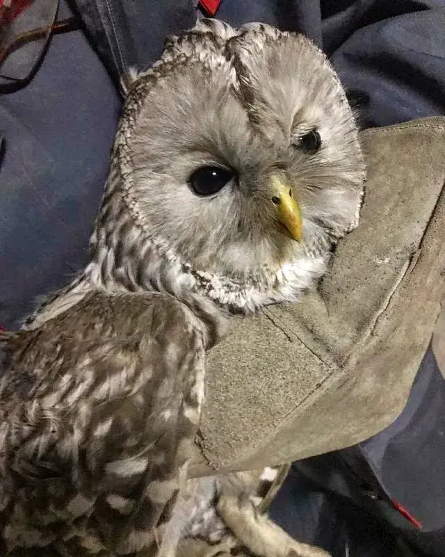 Вот такая милашка нашла временный приют в гостинице «Могилев». Фото: инстаграм lukreziabordzia.