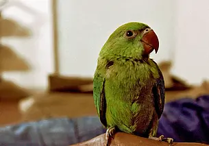 Что делать, если попугай регулярно портит мебель: рабочие советы для владельцев пернатых