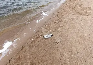 На Святом озере в Могилеве массово умирают чайки. С чем это связано?