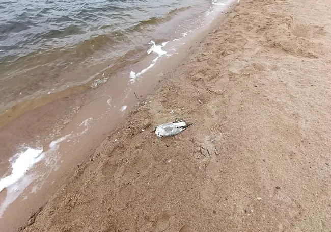 На Святом озере в Могилеве массово умирают чайки. С чем это связано?