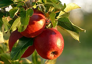 Поломался ствол яблони? Вот как опытные садоводы спасают деревья