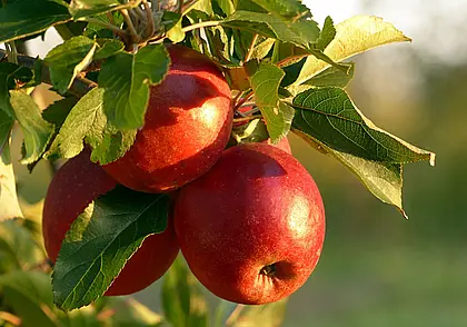 Хорошие соседи для яблони в саду – предлагаем перечень