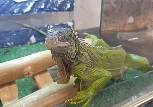 Улыбчивая игуана и серьезный крокодил