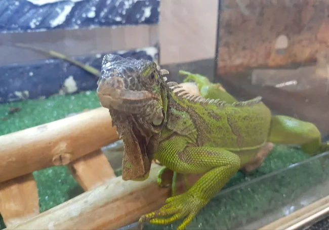 Улыбчивая игуана и серьезный крокодил