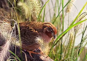 С 13 августа по 11 декабря в Беларуси продлится сезон охоты на пернатую дичь