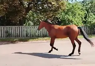 Дикое «паляванне» на гребеневский лад. Репортаж не для слабонервных