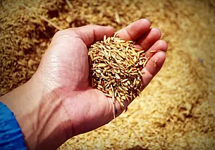 В Чаусском районе работник зерносушильного комплекса похитил более 1,5 тонн зерна