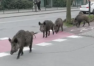 «Дзікі» в городе и поилки для собак. Что удивило бывшего бобруйского зооволонтера в Польше