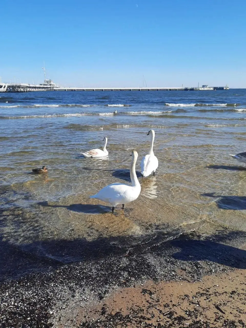 Балтийское побережье, Гданьск. Здесь на каждом шагу напоминания, чем можно кормить птиц, а чем - нельзя.