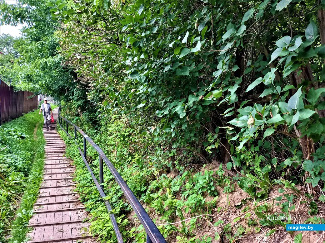 Лестница отнюдь не в небо. Могилев, Папенка, 17.08.2022 года