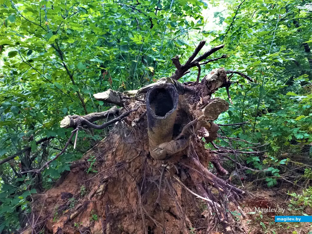 В объятиях древесных корней: экология не рулит. Могилев, Папенка, 17.08.2022 года