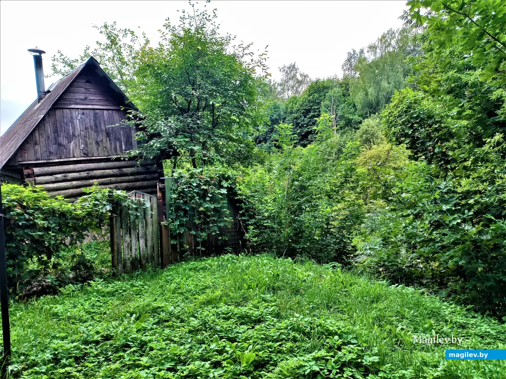 Несъедобно, но живописно. Могилев, Папенка, 17.08.2022 года