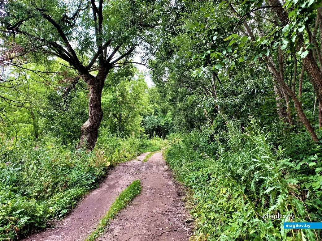 Дорога в джунгли. Могилев, Папенка, 17.08.2022 года