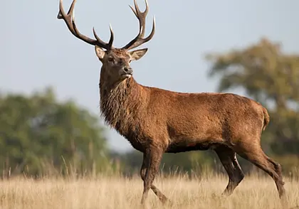 C 20 августа в Беларуси открывается охота на лося, оленя благородного и лань