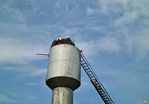 В Кировске спасли аиста, застрявшего на водонапорной башне
