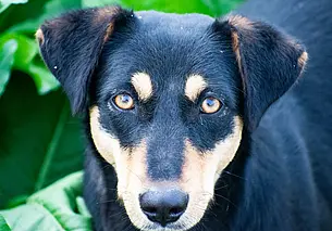 В субботу в Могилеве пройдет благотворительная акция «День бездомных животных»