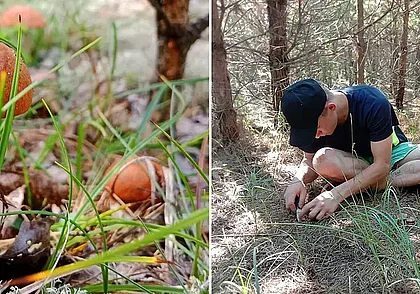 92 кг лисичек за шесть поездок в лес! Фотоконкурс «Грибной улов» продолжается