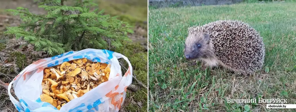 Второе фото Владимир подписал так: "А это мой конкурент!"