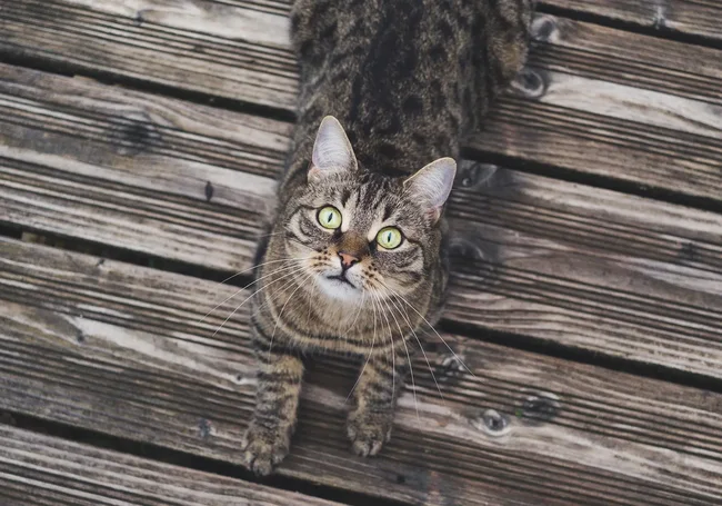 К апрелю 2023 года в каждой области откроют магазины продукции лесхозов