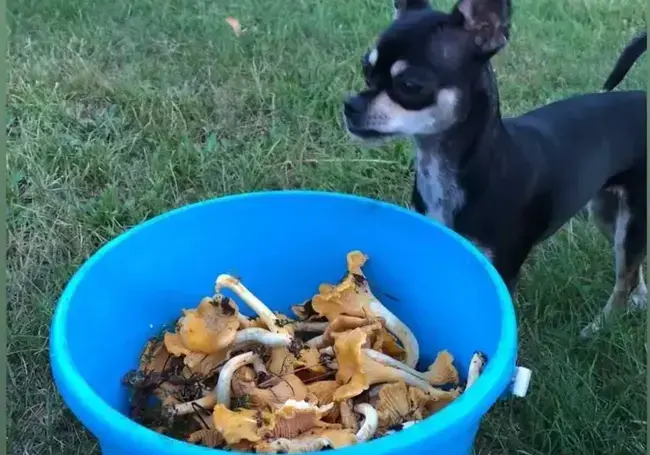 «В этом году боровиков еще не находили, только лисички»