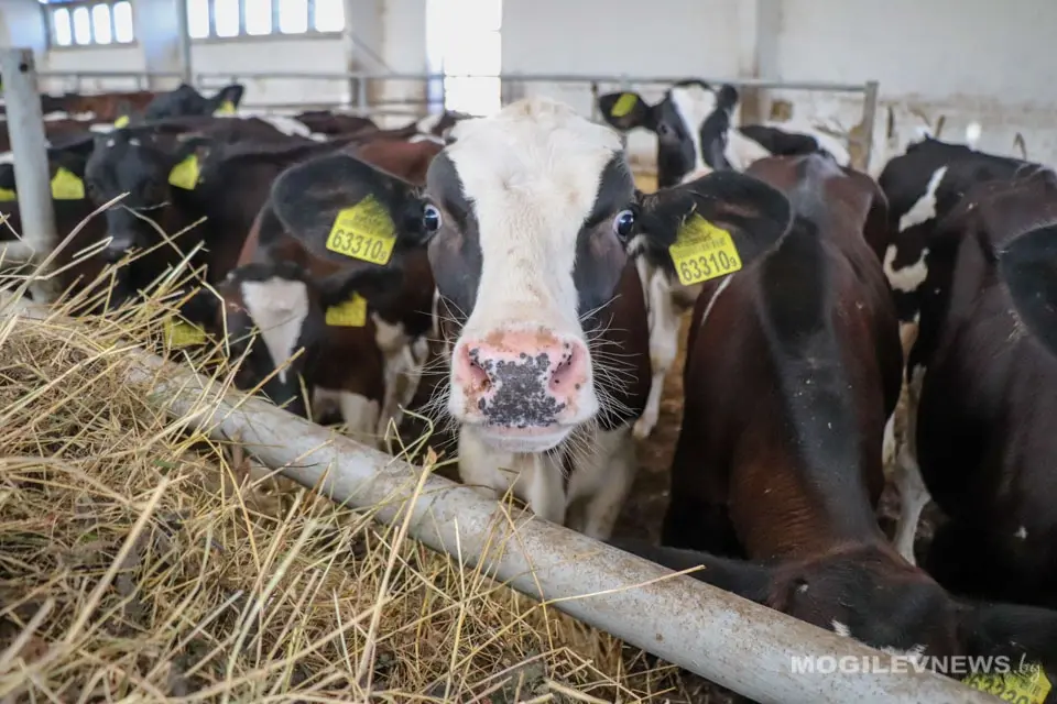 Фото: mogilevnews.by