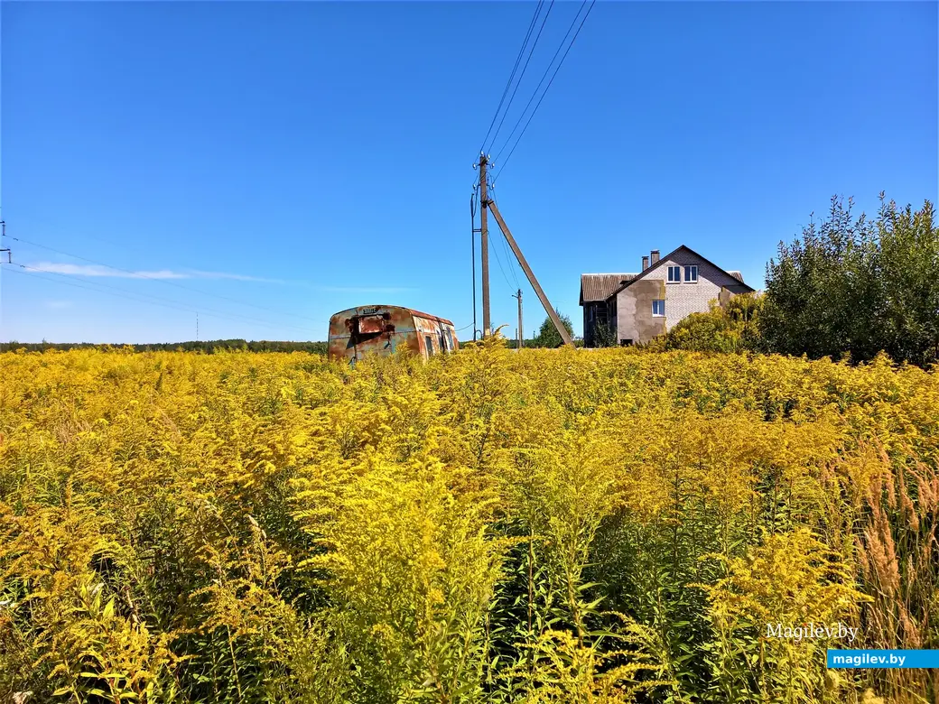 Могилев, поселок Дачный. 24.08.2022 года.