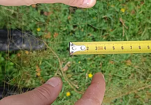 Бобруйчанин рыбачил запрещенной сетью. Грозит штраф до 960 рублей