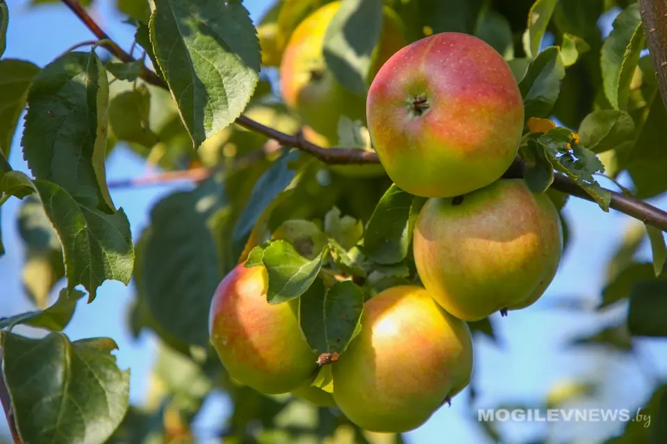 Сбор урожая яблок в ОАО «Рассвет им. К.П.Орловского». Август 2022 года. Фото Михаила Халамова.