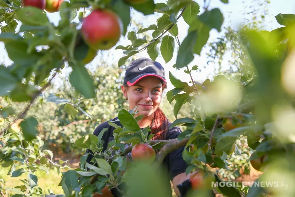 Сбор урожая яблок в ОАО «Рассвет им. К.П.Орловского». Август 2022 года. Фото Михаила Халамова.