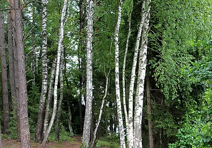 Запрет на посещение лесов введен во всех районах Могилевской области