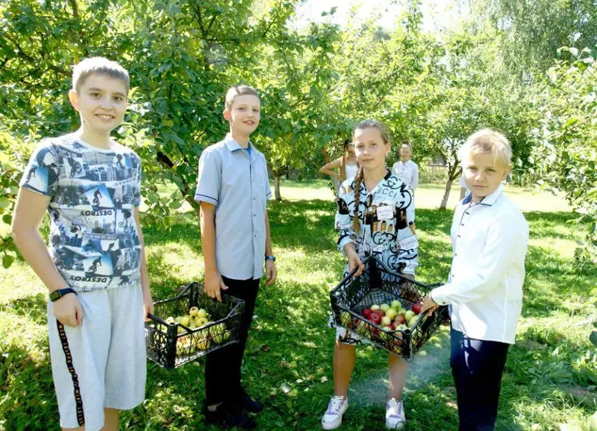 Учащиеся школ Климовичского района на сборе урожая яблок. 2022 год. Фото Татьяны Подлипской.