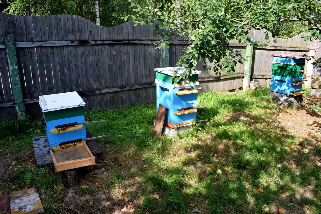 Андрей держит порядка 30 пчелиных семей породы Бакфаст.