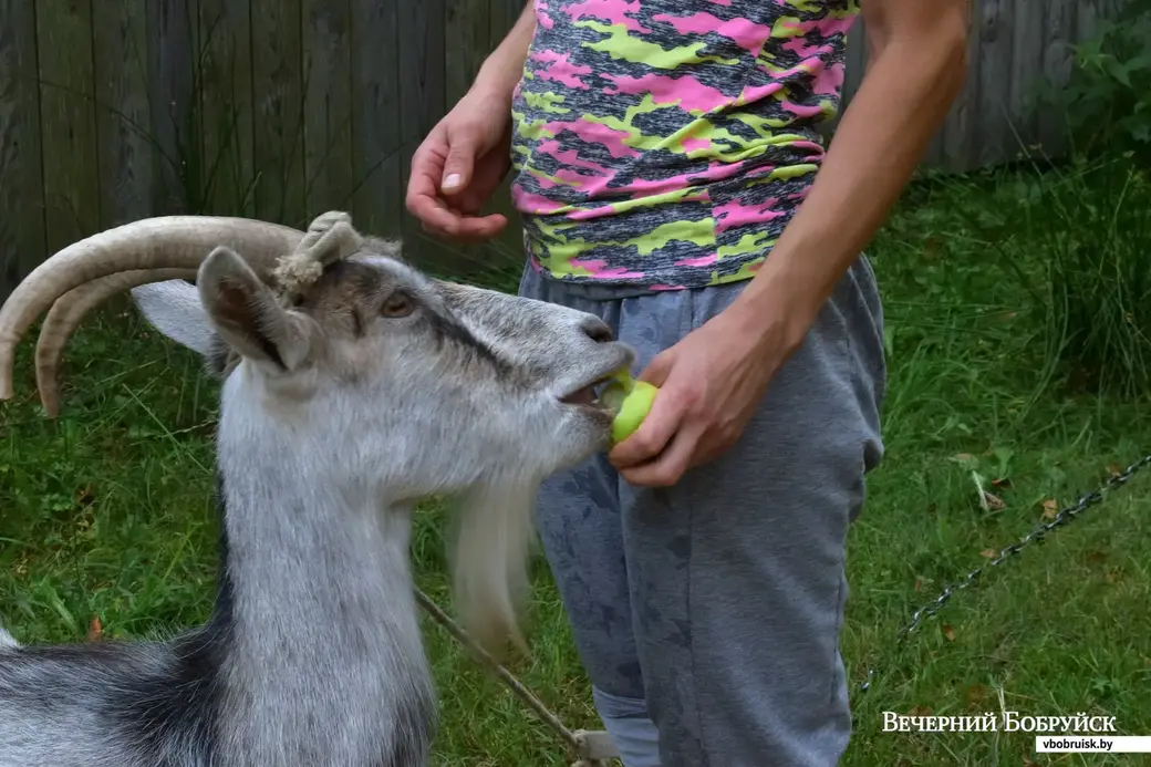 Деревня Островы Бобруйского района, август 2022 года. Семья Логвиненко. Коза Бирка.