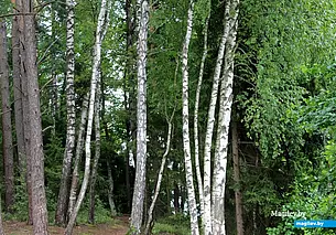 Белорусам для строительства дома разрешили покупать до 70 «кубов» леса