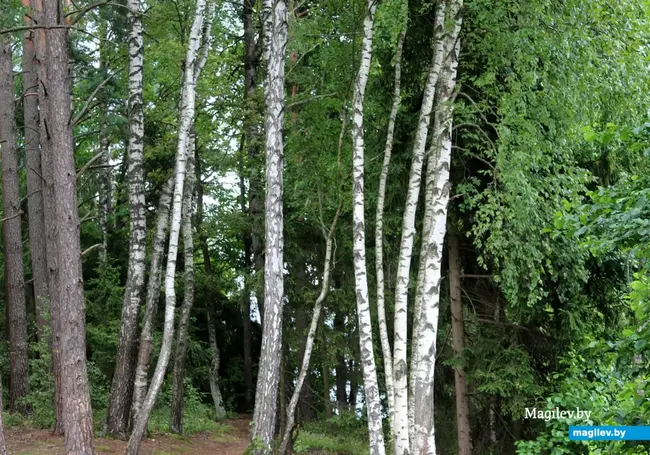 Белорусам для строительства дома разрешили покупать до 70 «кубов» леса