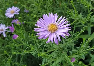 В субботу – бабье лето, а в воскресенье – похолодает. Прогноз погоды на 14-15 октября