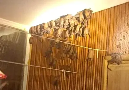 В квартиру жителя Бреста залетели около 30 летучих мышей