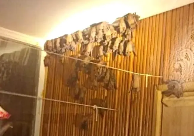 В квартиру жителя Бреста залетели около 30 летучих мышей